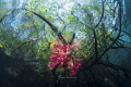   Dendronephthya soft corals adorn mangrove roots somewhere Raja Ampat Indonesia  